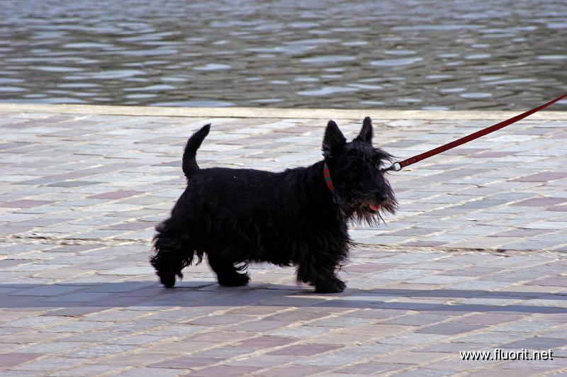 1-black_en_laisse.jpg - Canal dogs © Fluorit - Black en laisse