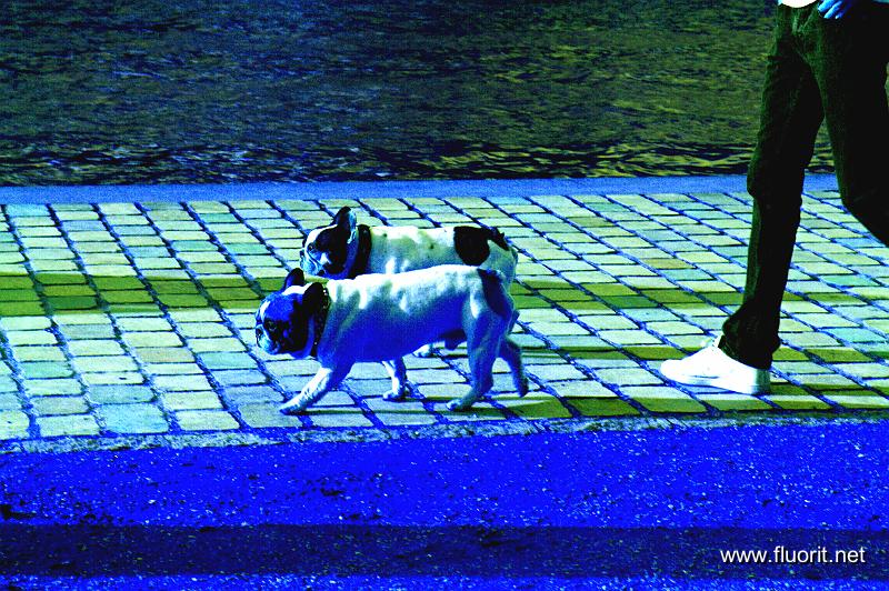3-2dogues.jpg - Canal dogs © Fluorit - Deux bull dogues en bleu