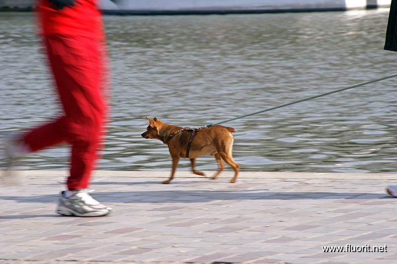 5-chien_o_rouge.jpg - Canal dogs © Fluorit - chien aux jambes rouges