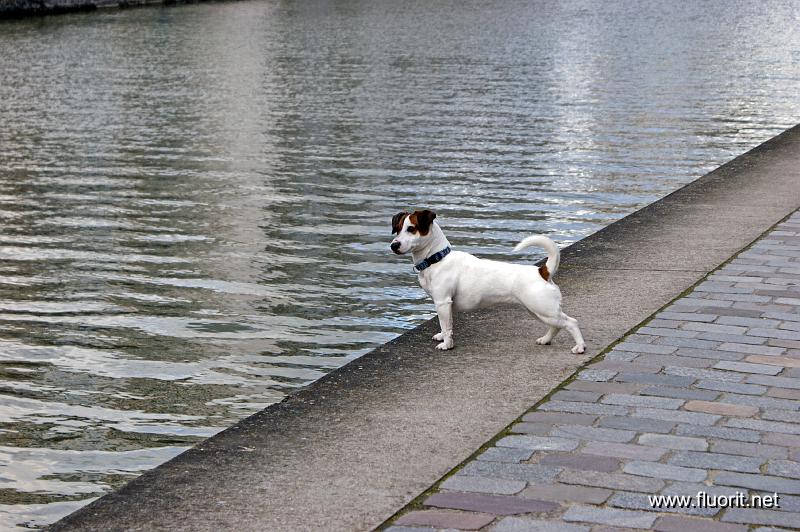 6-chien_du_canal.jpg - Canal dogs © Fluorit - fille en vue