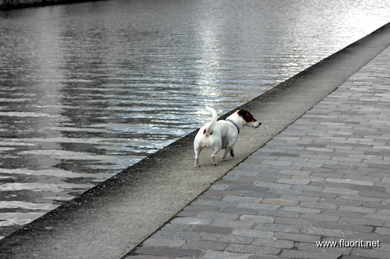 7-tornade_blanche.jpg - Canal dogs © Fluorit - Tornade blanche