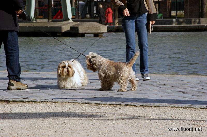 8-dogs_in_love.jpg - Canal dogs © Fluorit - dogs in love