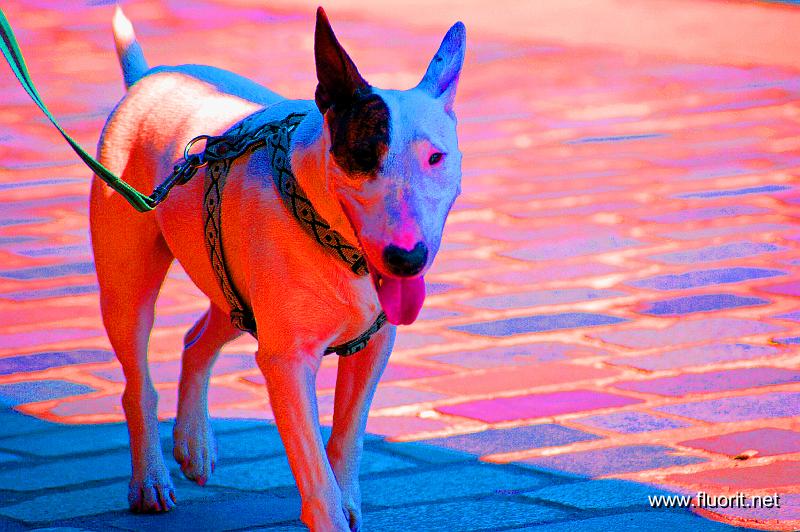bicolore2615s.jpg - Canal dogs © Fluorit - bull terrier bicolore
