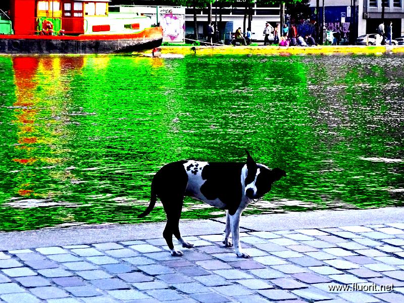 chien268.jpg - Canal dogs © Fluorit - rouge et vert