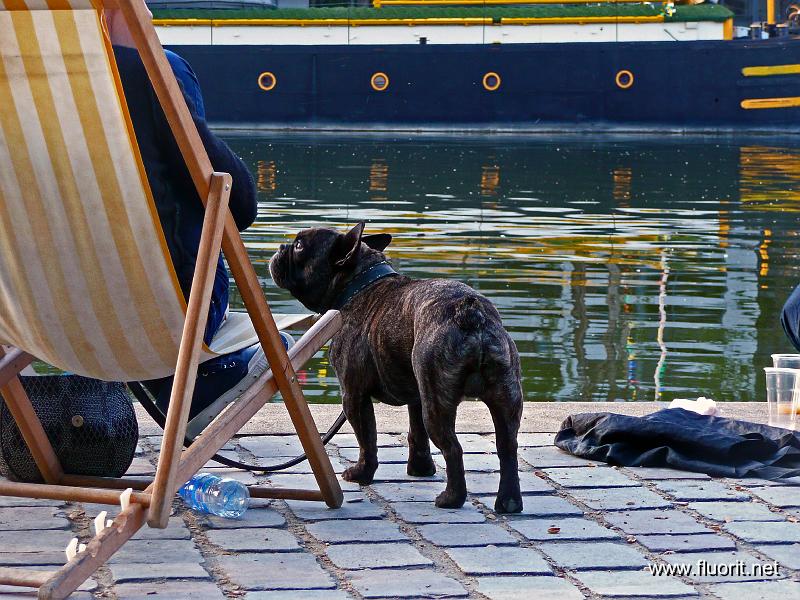 chien998.jpg - Canal dogs © Fluorit - bull dog a la chaise longue