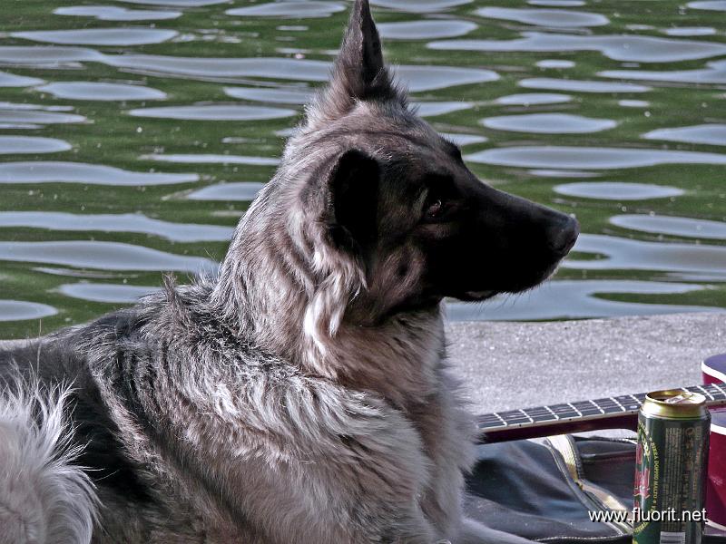 chien_pol248.jpg - Canal dogs © Fluorit - berger allemand à la guitare