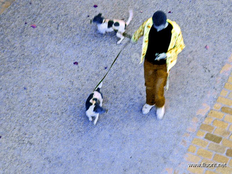 chiens295.jpg - Canal dogs © Fluorit - 2 Russell vus du pont
