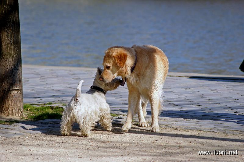 rencontre2611.jpg - Canal dogs © Fluorit - rencontre